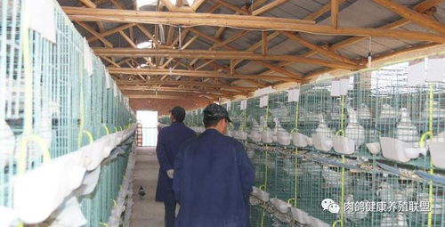 國務院出臺專項政策，家禽業迎來發展新機遇