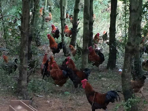 高原爨雞 獨(dú)特環(huán)境育出的優(yōu)質(zhì)家禽珍品