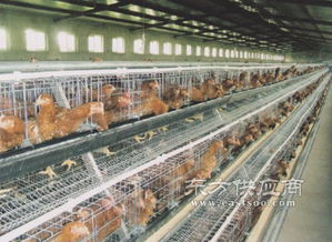 五蓮縣煜鑫畜牧機(jī)械廠 專(zhuān)業(yè)家禽養(yǎng)殖設(shè)備供應(yīng)商