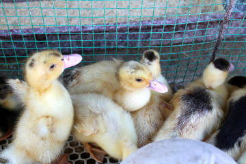 家禽雛禽與農(nóng)作物的共生關(guān)系