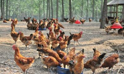 農(nóng)村強(qiáng)制禁止養(yǎng)殖家禽家畜是否合理 從農(nóng)作物保護(hù)與農(nóng)民權(quán)益的平衡視角分析