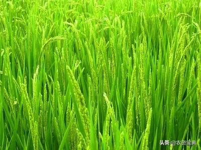 2020年全國農(nóng)作物病蟲害發(fā)生情況分析 預(yù)計(jì)達(dá)45億畝次，小麥為重災(zāi)區(qū)