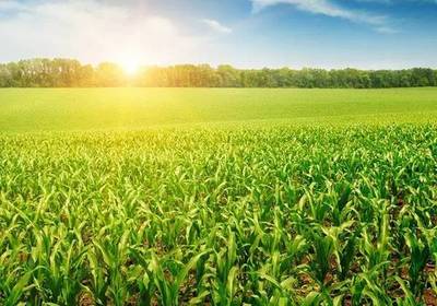 2017年國家政策扶持的農業水果項目解析