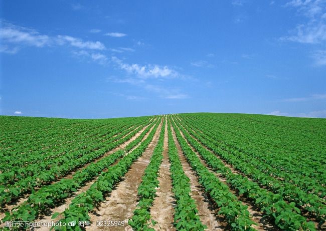 農(nóng)作物生長圖片素材 記錄豐收與成長的視覺盛宴