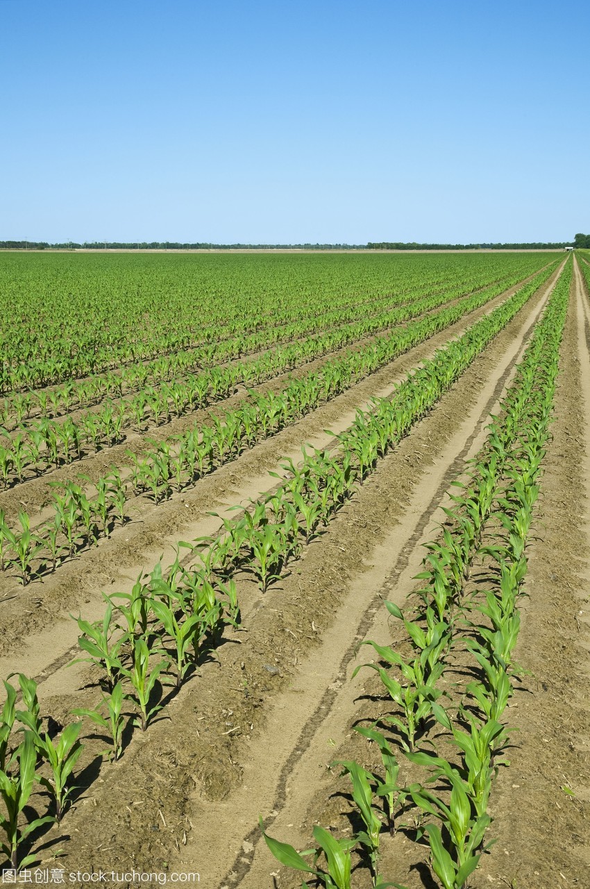 六葉期玉米植株的早期生長發育與雙排種植技術