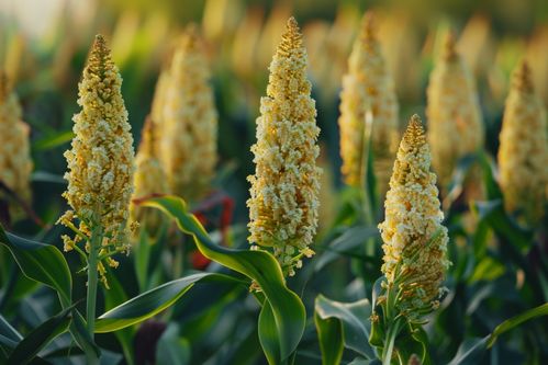 秋收時節的高粱種植基地 紅穗垂金的豐饒畫卷