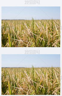 從種子到收成 數字化素材賦能現代農業種植與設計