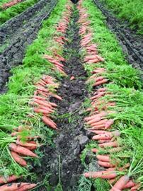 仁兆蔬菜與苗木產業齊頭并進，農業出口創匯破億美元